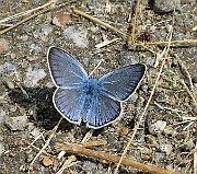 Polyommatus icarus (Puktörneblavinge)(2)