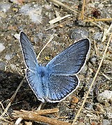 Polyommatus icarus (Puktörneblavinge)(3)