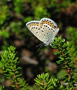 Polyommatus icarus (Puktörneblavinge)(4)