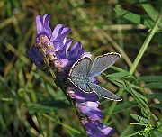 Polyommatus icarus (Puktörneblavinge)(5)