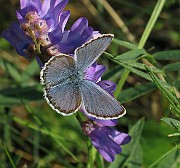 Polyommatus icarus (Puktörneblavinge)(6)