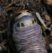 Sphinx pinastri (Tallsvarmare) (4)