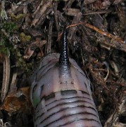 Sphinx pinastri (Tallsvarmare) (5)