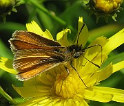 Thymelicus lineola (Tatelsmygare) (1)