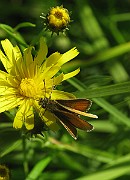 Thymelicus lineola (Tatelsmygare) (2)