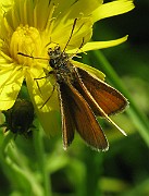 Thymelicus lineola (Tatelsmygare) (3)