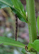 Unidentified Specimens