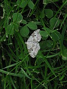 Xanthorhoe montanata (Backfältmätare) (1)