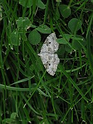 Xanthorhoe montanata (Backfältmätare) (2)