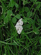 Xanthorhoe montanata (Backfältmätare) (3)