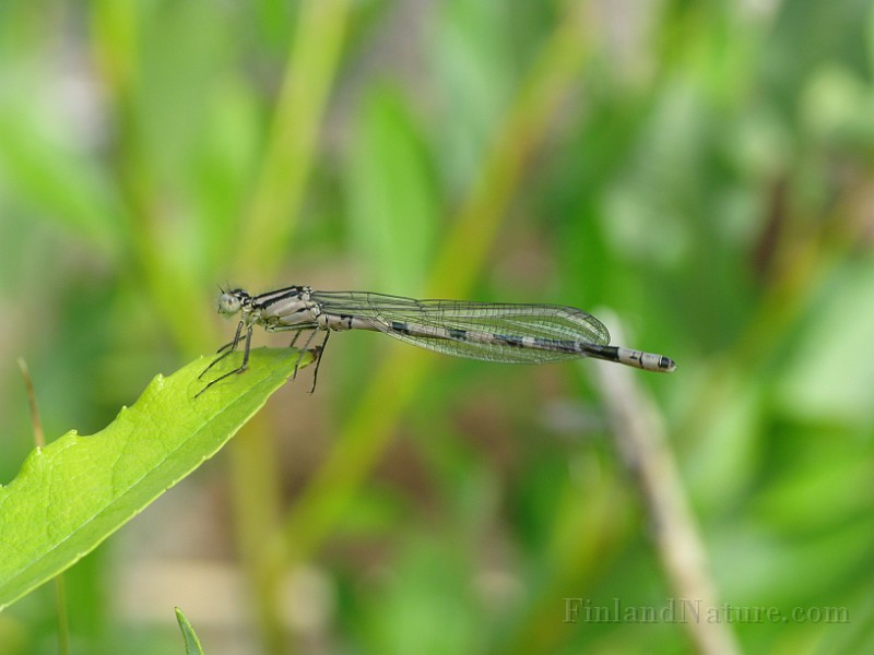 Enallagma cyathigerum (female) 2.jpg