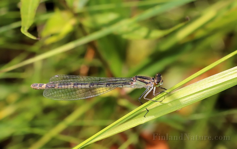 Enallagma cyathigerum3.JPG