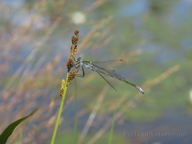 Ischnura elegans 3.jpg