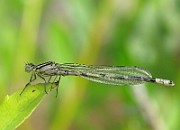 Enallagma cyathigerum (female) 1