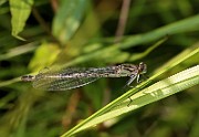 Enallagma cyathigerum 4