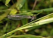 Enallagma cyathigerum 5