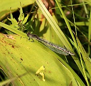 Enallagma cyathigerum2 