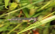 Enallagma cyathigerum3