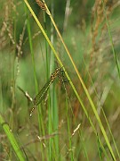 Ischnura elegans 1