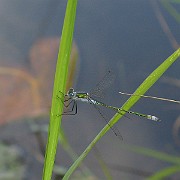 Ischnura elegans 2
