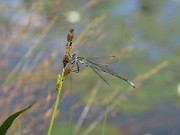 Ischnura elegans 3