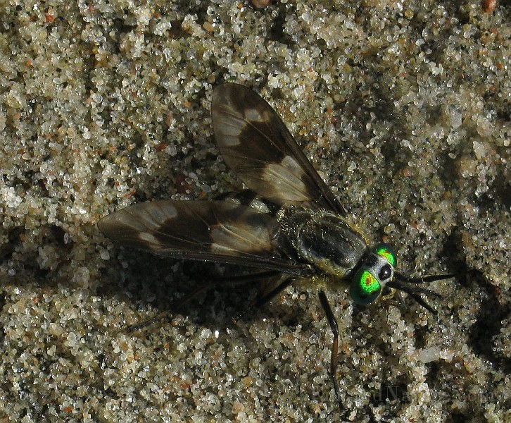 Chysops relictus (BlindBroms) (10).jpg
