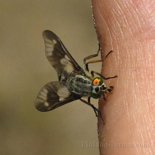 Chysops relictus (BlindBroms) (3).jpg