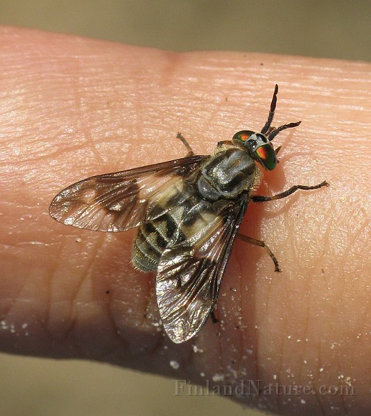 Chysops relictus (BlindBroms) (6).jpg