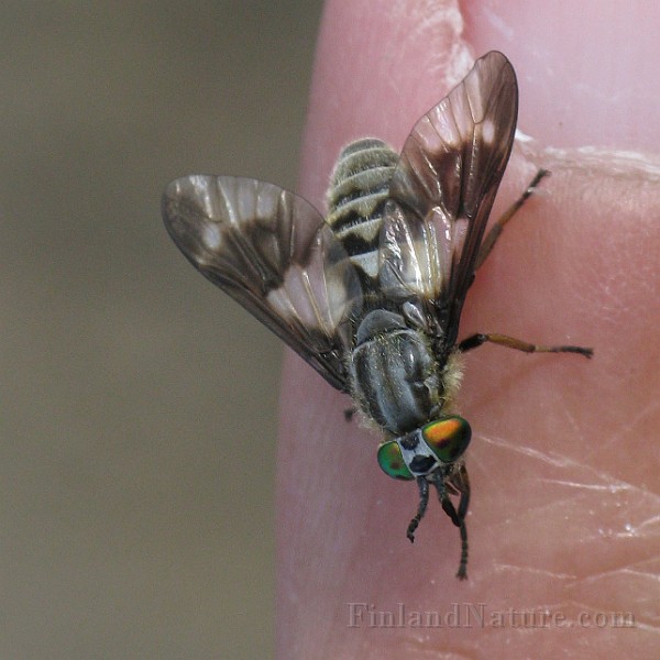 Chysops relictus (BlindBroms).jpg