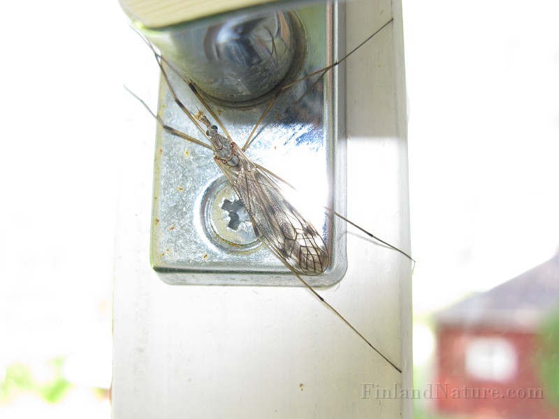 Mosquito 02 (1).jpg