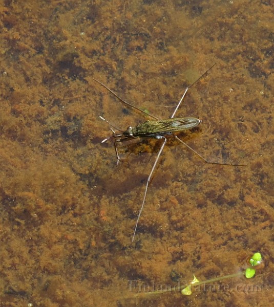 VattenInsector (IMG_9242).JPG