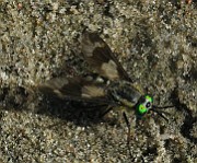 Chysops relictus (BlindBroms) (10)