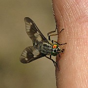 Chysops relictus (BlindBroms) (3)