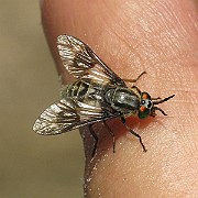 Chysops relictus (BlindBroms) (4)