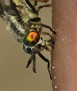 Chysops relictus (BlindBroms) (5)