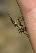 Chysops relictus (BlindBroms) (7)
