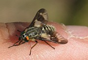 Chysops relictus (BlindBroms) (8)