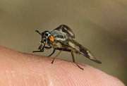 Chysops relictus (BlindBroms) (9)