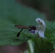 Flygor 01 (1)