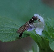 Flygor 01 (2)