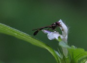 Flygor 01 (3)