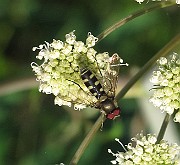 Flygor 02 (1)