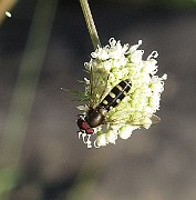 Flygor 02 (2)