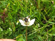 Flygor 03 (IMG_2196)