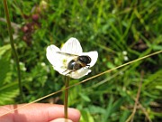 Flygor 03 (IMG_2198)
