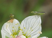 Flygor 03 (IMG_6761)