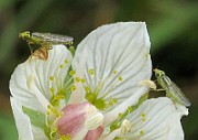 Flygor 04 (IMG_6759)