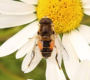 IMG_0446