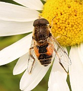 IMG_0447
