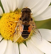 IMG_0448